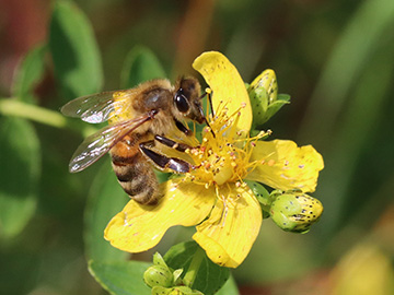 Hypericum_dubium_Apis_melifera_BOQuerenburg_BUNDObstwiese_250718_ja04.jpg