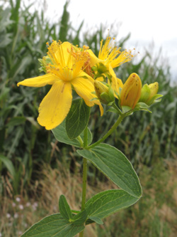 Hypericum_dubium_Schwerte_Buerenbruch_ApiaceaeWorkshop2_300716_ja06.jpg