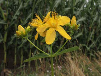 Hypericum_dubium_Schwerte_Buerenbruch_ApiaceaeWorkshop2_300716_ja10.jpg