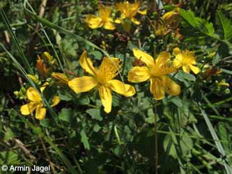 Hypericum_maculatum_dubium_DO_Siesack_190714_ja01.jpg