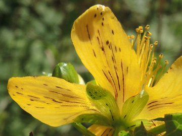 Hypericum_maculatum_dubium_DO_Siesack_190714_ja04.jpg