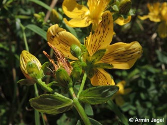 Hypericum_maculatum_dubium_DO_Siesack_190714_ja09.jpg