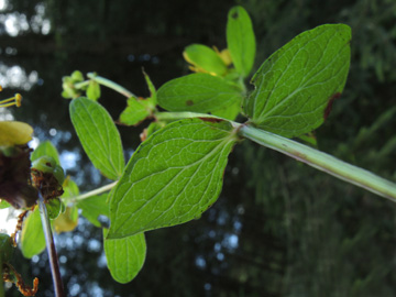 Hypericum_maculatum_maculatum_Attendorn_090816_ja01.jpg