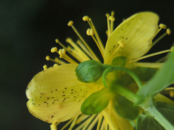 Hypericum_maculatum_maculatum_Attendorn_090816_ja03.jpg