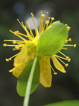 Hypericum_maculatum_maculatum_Attendorn_090816_ja04.jpg