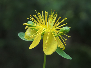 Hypericum_maculatum_maculatum_Attendorn_090816_ja07.jpg