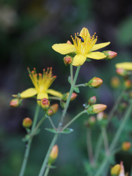 Hypericum_pulchrum_Remscheid_Feldbachtal_101017_CB01.jpg