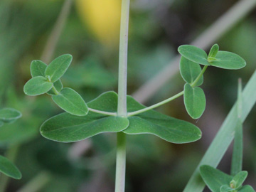 Hypericum_pulchrum_Remscheid_Feldbachtal_101017_CB02.jpg