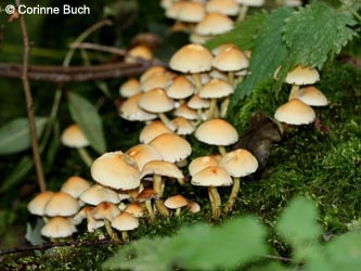 Hypholoma_fasciculare_BoevinghauserBachtal141012_CB22.jpg