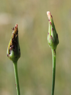 Hypochaeris_glabra_Geseke_200616_CB02.jpg