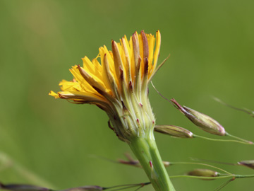 Hypochaeris_radicata_Remscheid_Feldbachtal_101017_CB03.jpg