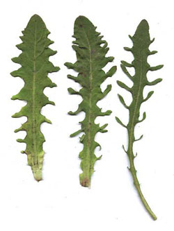 Hypochaeris_radicata_ja10.jpg