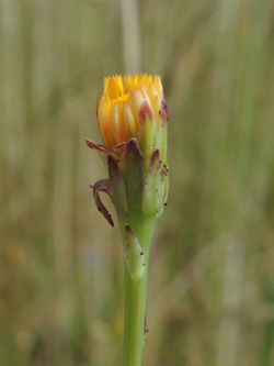 Hypochoeris_glabra_Stukenbrock_190616_ja11.jpg