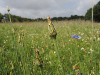 Hypochoeris_glabra_Stukenbrock_190616_ja12.jpg