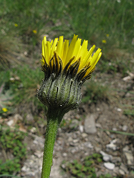 Hypochoeris_maculata_SWHaenge_Kyffhaeuser040610_ja03.jpg