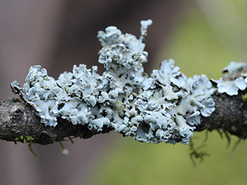 Hypogymnia_physodes_Aachen_Waldfriedhof_250218_CB30.jpg