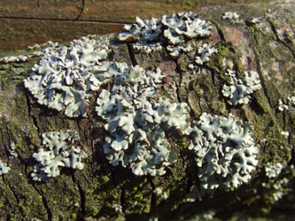 Hypogymnia_physodes_LueneburgerHeide_ElbeEx2008_ja03.jpg