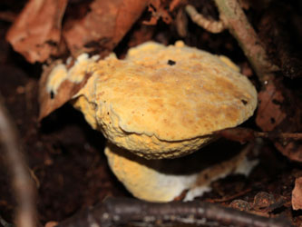 Hypomyces_chrysospermus_Marone_BOMailand_111015_Pilze_CB01.jpg