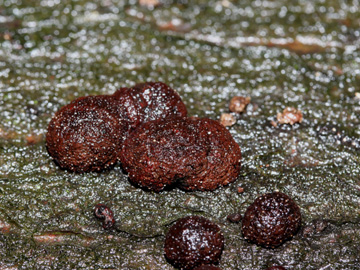 Hypoxylon_fragiforme_BO_Koenigsbuescher_Waeldchen_Pilze_CB01.jpg