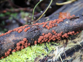 Hypoxylon_fragiforme_WeitmarerHolz_121014_CB19.jpg