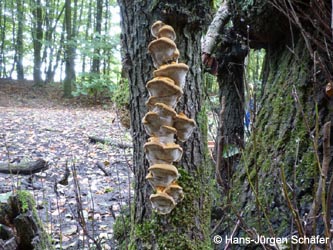 Inonotus_radiatus_BoevinghauserBachtal141012_HJSchaefer.jpg