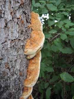 Inonotus_radiatus_Moehnesee_051014_ja01.jpg