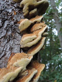 Inonotus_radiatus_Moehnesee_051014_ja05.jpg