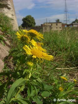 Inula_britannica_MagdeburgHafen_ElbeEx2008_ja02.jpg