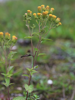 Inula_conyzae_HATHenrichshuette130915_CB02.jpg