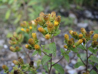 Inula_conyzae_HATHenrichshuette130915_ja02.jpg