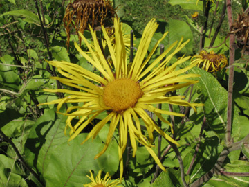 Inula_helenium_160711_ja03.jpg