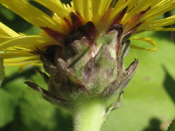 Inula_helenium_160711_ja04.jpg