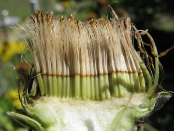 Inula_helenium_160711_ja06.jpg