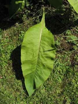 Inula_helenium_160711_ja07.jpg