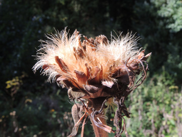 Inula_helenium_170917_ja15.jpg