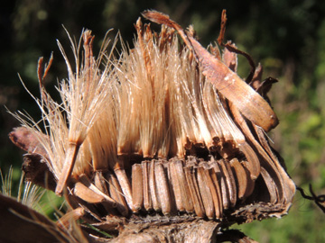 Inula_helenium_BGBO_170917_ja10.jpg