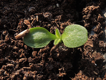 Inula_helenium_BO-Ehrenfeld_Balkon_ex_Roncalli_230718_ja01.jpg