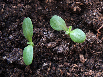 Inula_helenium_BO-Ehrenfeld_Balkon_ex_Roncalli_230718_ja03.jpg