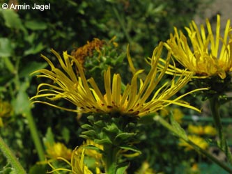 Inula_helenium_BORoncalli090809_ja01.jpg