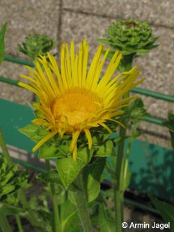 Inula_helenium_BORoncalli150709_ja01.jpg