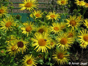 Inula_helenium_BORoncalli250709_ja01.jpg