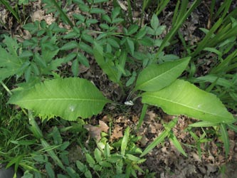 Inula_helenium_BOUemmingersee210511_ja03.jpg