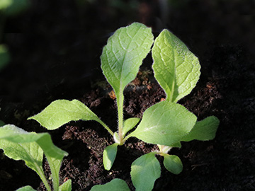 Inula_helenium_Balkon_Roncalli_030818_ja01.jpg