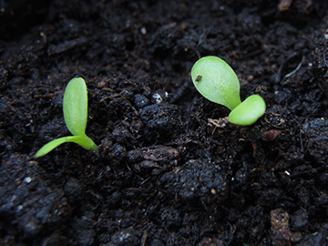 Inula_helenium_Blue_Star_BO_Balkon_210718_ja02.jpg