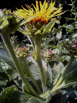 Inula_helenium_Herne2013_CB02.jpg