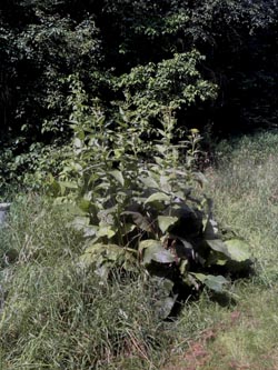 Inula_helenium_Herne2013_CB03.jpg