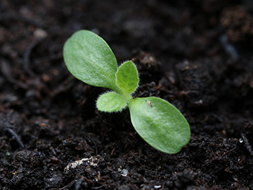 Inula_helenium_Keimling_Balkon_RH_250718_ja11.jpg