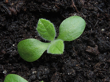 Inula_helenium_Keimling_Balkon_Roncalli_250718_ja04.jpg