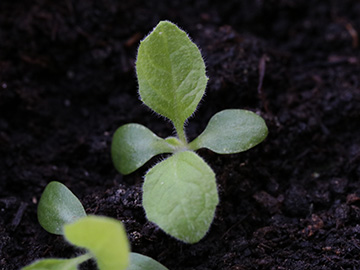 Inula_helenium_Keimling_Balkon_Roncalli_280718_ja12.jpg