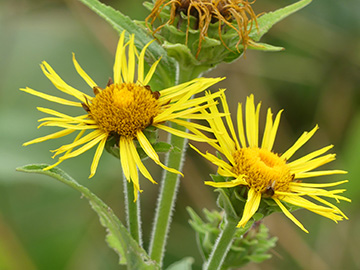 Inula_helenium_Lippetal-Lipporg_290718_WHessel03.jpg